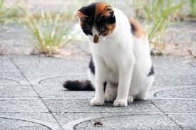 Was Your Cat Stung By A Wasp Bee Snake Or Spider What To Do Catster Cats Cat Biting Cat Emergency