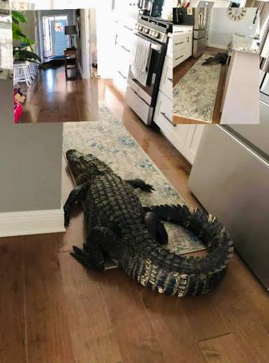 Alligator walks into Florida home