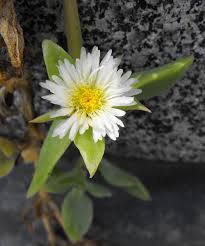 Image result for Delosperma tradescantioides