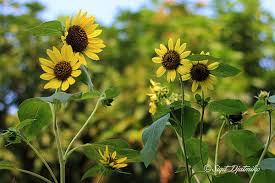 Dan ketika malam hari, bunga ini akan nampak layu. Bunga Matahari Anakku Pekik Camar