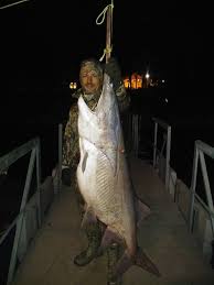 Maybe you would like to learn more about one of these? Lake Chickamauga Fishing Reports Facebook