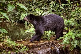 Spectacled Bear Bear Legend Spectacled Bear Endangered Animals Bear