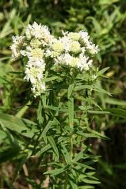 Image result for Mesanthemum pilosum
