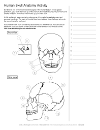 Terms in this set (20) cranium. Ask A Biologist Human Skeleton