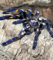 Decouvrez 17 Araignees Aux Particularites Aussi Etranges Que Fascinantes Araignee Animaux Venimeux Araignee Paon