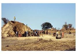 Image result for Urelytrum henrardii