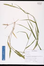 Image result for Sacciolepis rigens