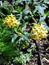 Image result for Cestrum parqui