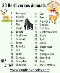 Food energy passes from plants to animals in a long chain. 30 Herbivorous Animals Name List English Vocabs