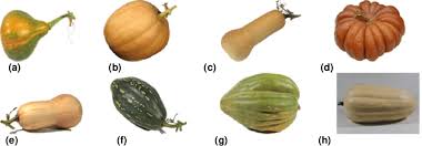 Image result for Cucurbita moschata