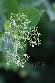 Image result for Premna velutina