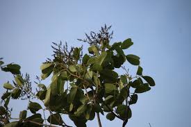 Image result for Pterocarpus