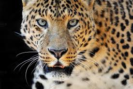 Leopard Portrait Background Leopard Dark Backgrounds