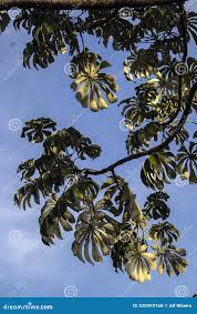 Image result for Cecropia pachystachya