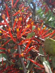 Image result for Agelanthus