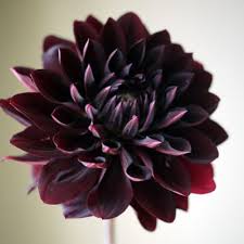 100 Pcs Hot Sale Rare Font B Black B Font With Red Font B Dahlia B Jpg 500 500 Black Dahlia Dahlia Flower Tattoos Flower Seeds Dahlia Flower