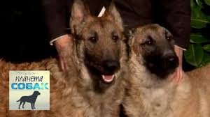 Американская тундровая овчарка (american tundra shepherd). Lakenua Poroda Sobak Ciklopediya