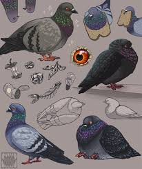 Novelteeth Pigeon Studies For A Commission I Love Them They Re So Goofy And Fun To Draw Fluffy Twitter Facebook Ins Bird Art Bird Drawings Creature Art