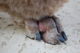 At times you may feel misunderstood (just because people like to spend time on their appearances doesn't mean they're shallow!) but you know you're. Foot Lump Ah Poodle Forum