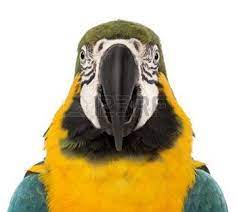 Vista Posterior De La Azul Y Amarilla Guacamayo Ara Ararauna Alas Posados Y Aleteo De Fondo Blanco Imagenes De Animales Fondo Blanco Guacamayos