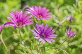 They are truly a gardener's delight, available in a wide range of colors and heights. Pruning African Daisies Tips On How And When To Cut Back African Daisies