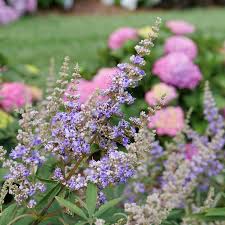 Image result for Vitex zeyheri