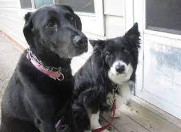 How To Stop A Dog From Scratching At The Door The How To Dog Blog