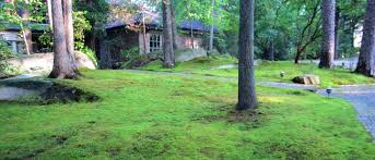 See examples of front yard designs that solve problems and increase curb appeal. Moss Gardens Growing A Greener World Tv