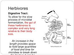 Ppt Patterns In Nature Topic 12 Heterotrophs Obtaining