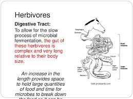 ppt patterns in nature topic 12 heterotrophs obtaining