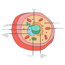 Use the following interactive animation of plant and animal cells to learn about their respective organelles. Cellular Organelles And Structure Article Khan Academy