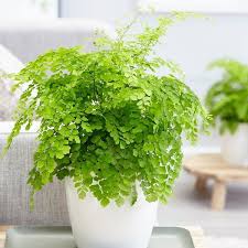 Image result for Adiantum