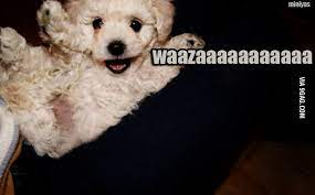 We did not find results for: How Do You Say Hi In Dog Language 9gag
