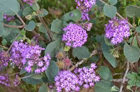 Image result for Vandellia subracemosa