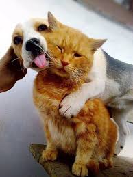 Llevarse Como El Perro Y El Gato To Fight Like Cat And Dog Comme Chien Et Chat Chien Chat Animaux Mignons