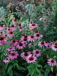 Echinacea Purpurea Magnus Claire Austin Echinacea Purpurea Echinacea Butterfly Garden