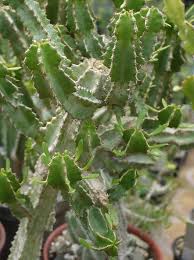 Image result for Euphorbia memoralis