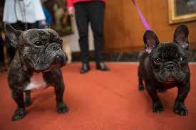 French breeders sought to consistently produce the erect bat ears, much to the chagrin of english breeders. A Woman Was Fatally Attacked By Her French Bulldog In Chicago