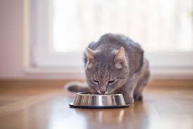 Potassium levels (as well as kidney toxins) rise in the bloodstream and can cause death in a cat. he went back to his old symptoms, carlos said. Flutd Feline Lower Urinary Tract Disease Cat Uti