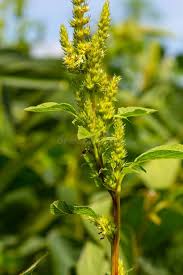 Image result for Amaranthus hybridus