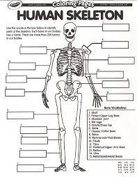 Unlabeled body diagram wiring diagram dat. Diagram Foot Bone Diagram Unlabled Full Version Hd Quality Diagram Unlabled Diagramaperu Acacus It