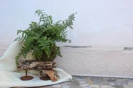 Uno dei modi più scenografici per esporre un piccolo bonsai. Kokedama Fiorerie Dario