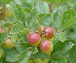 Image result for Searsia tenuinervis