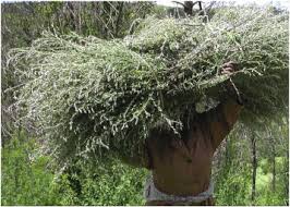 Image result for Athrixia phylicoides