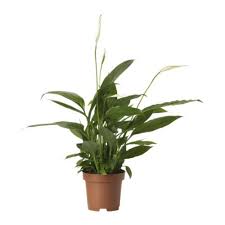 Ikea Us Furniture And Home Furnishings Plants Easy Care Plants Spathiphyllum
