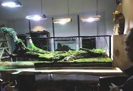 In This Free Step By Step Guide I Will Show All The Steps In Creating The Layout Of This Giant Paludarium The Size Of The Gla Glass Aquarium Aquascape Aquarium