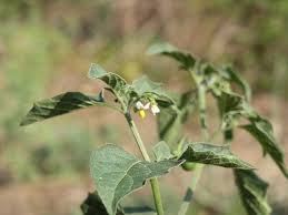 Image result for Solanum villosum