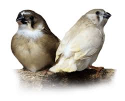 Getting The Most Out Of Uv Lighting Arcadia Bird