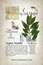 The Magickal Properties Of Bay Leaves 101 Witchcraft Herbs Magic Herbs Magical Herbs