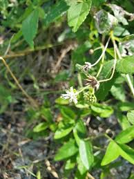 Image result for Adenostemma mauritianum